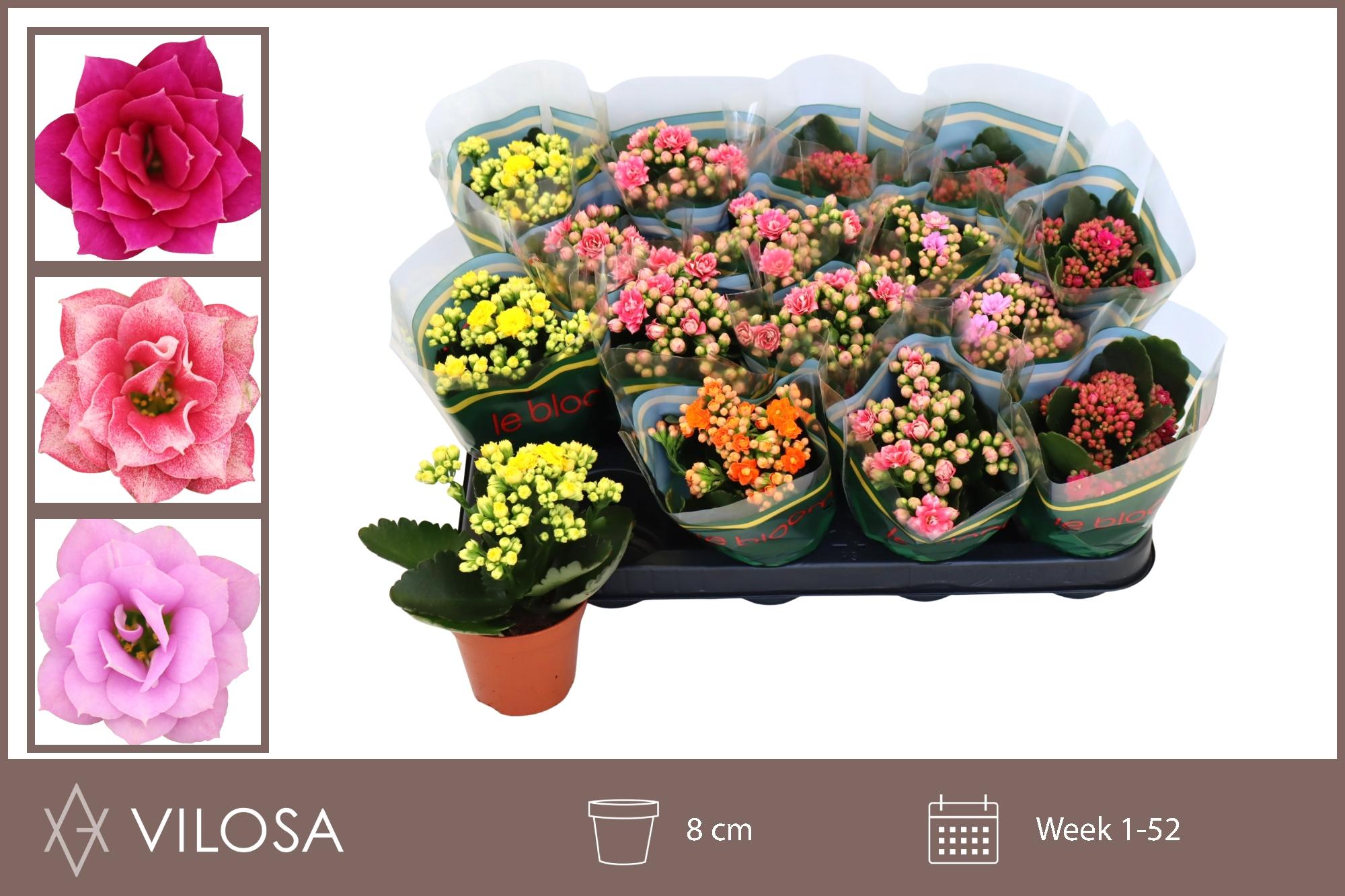 Горшечные цветы и растения оптом Kal Ge Gem 5 Kl от 16шт (для телеги) из Голландии с доставкой по России