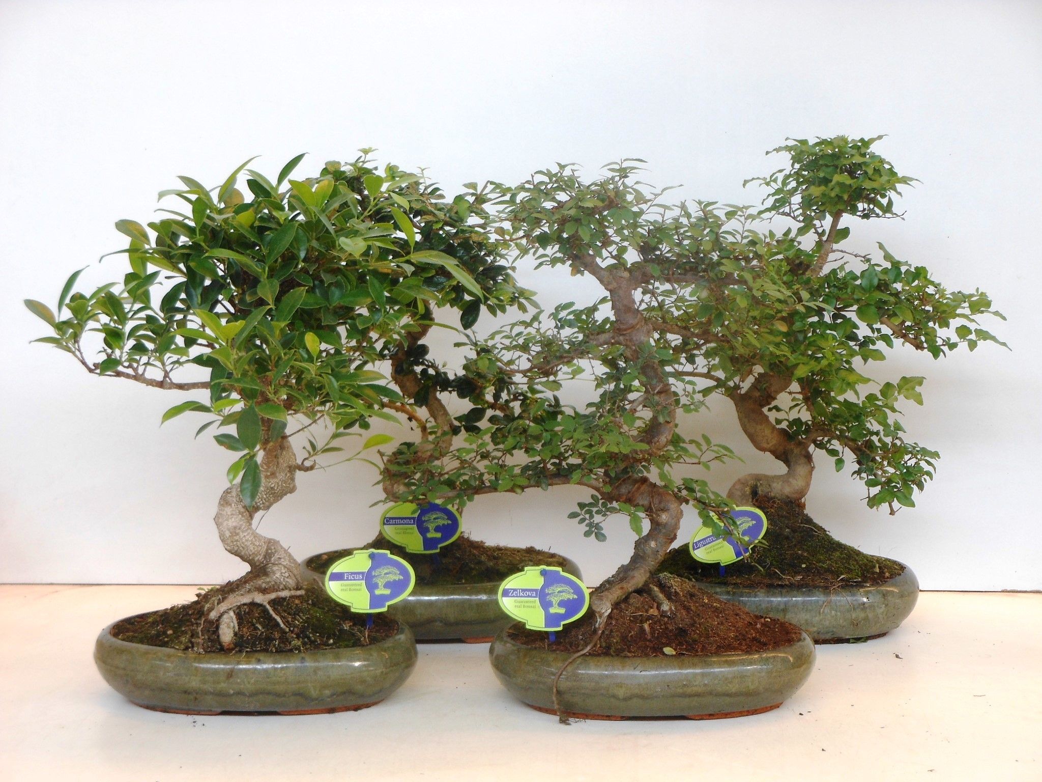 Горшечные цветы и растения оптом Bonsai Mix, Indoor, Without от 3шт из Голландии с доставкой по России