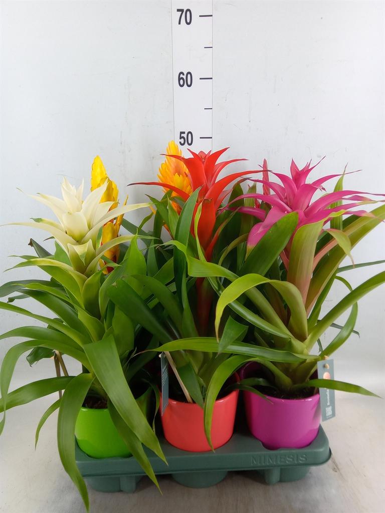 Горшечные цветы и растения оптом Bromelia   ...mix от 6шт из Голландии с доставкой по России