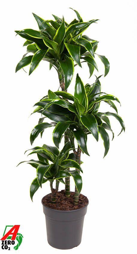 Горшечные цветы и растения оптом Drac Dorado 60-30-15 от 1шт из Голландии с доставкой по России