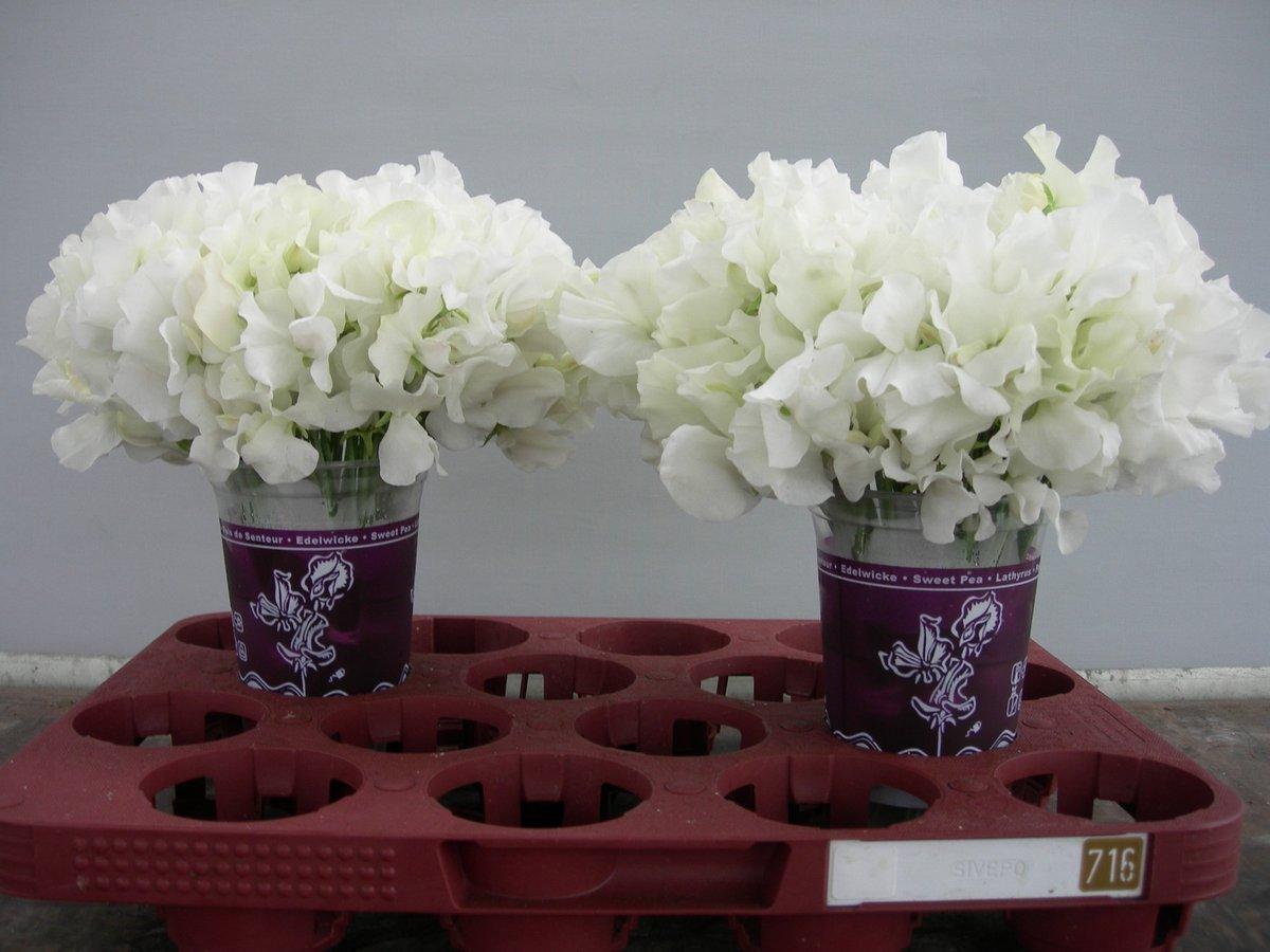 Срезанные цветы оптом Lathyrus winter sunshine white от 120шт из Голландии с доставкой по России