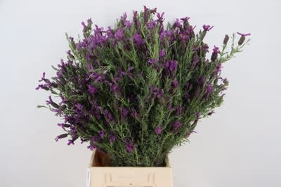 Срезанные цветы оптом Lavandula stoechas от 10шт из Голландии с доставкой по России