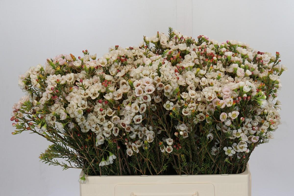 Срезанные цветы оптом Chamelaucium moonlight delight от 75шт. из Голландии с доставкой по России