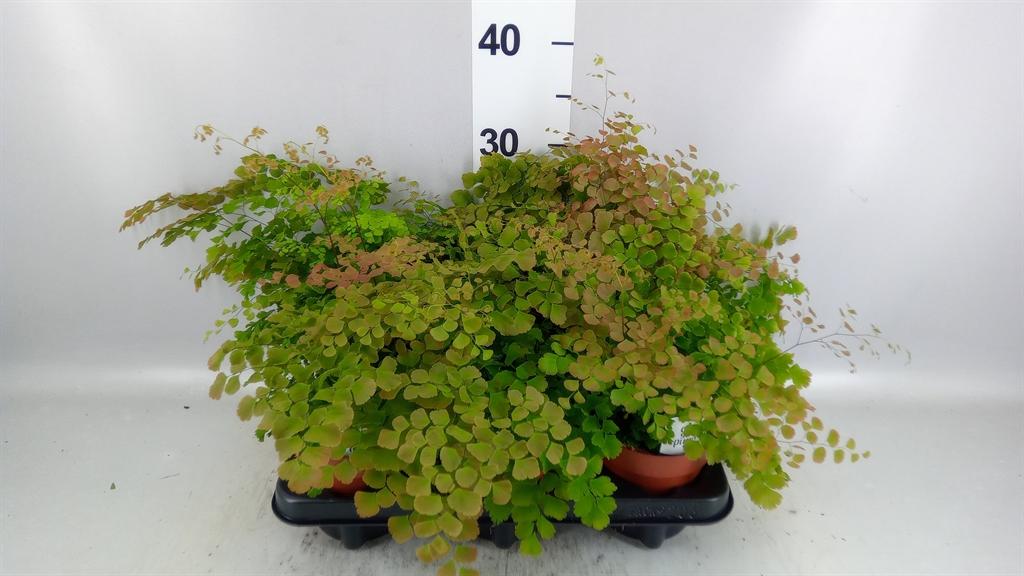 Горшечные цветы и растения оптом Adiantum Tenerum scutum Roseum от 6шт из Голландии с доставкой по России