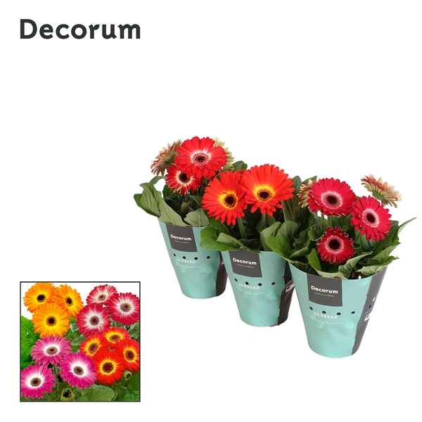 Горшечные цветы и растения оптом Gerbera Twister Mix 3+ Potcover (decorum) от 9шт из Голландии с доставкой по России