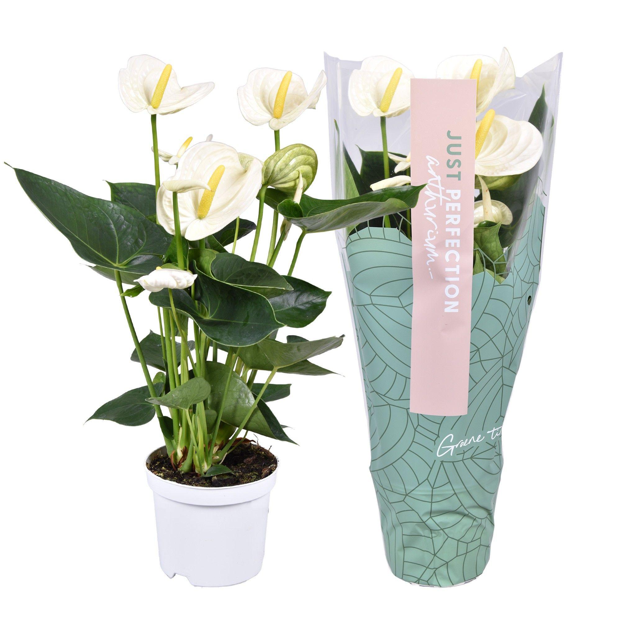 Горшечные цветы и растения оптом Anthurium Alpine just Perfection(xl Flowers) от 7шт из Голландии с доставкой по России