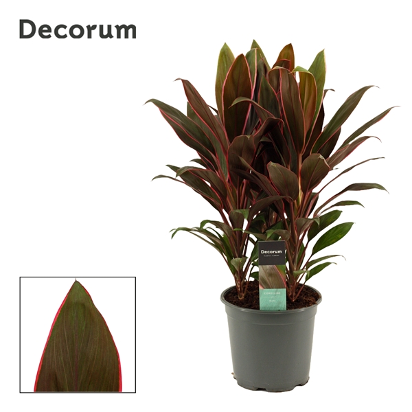 Горшечные цветы и растения оптом Cordyline Rumba 3pp (decorum) от 5шт из Голландии с доставкой по России