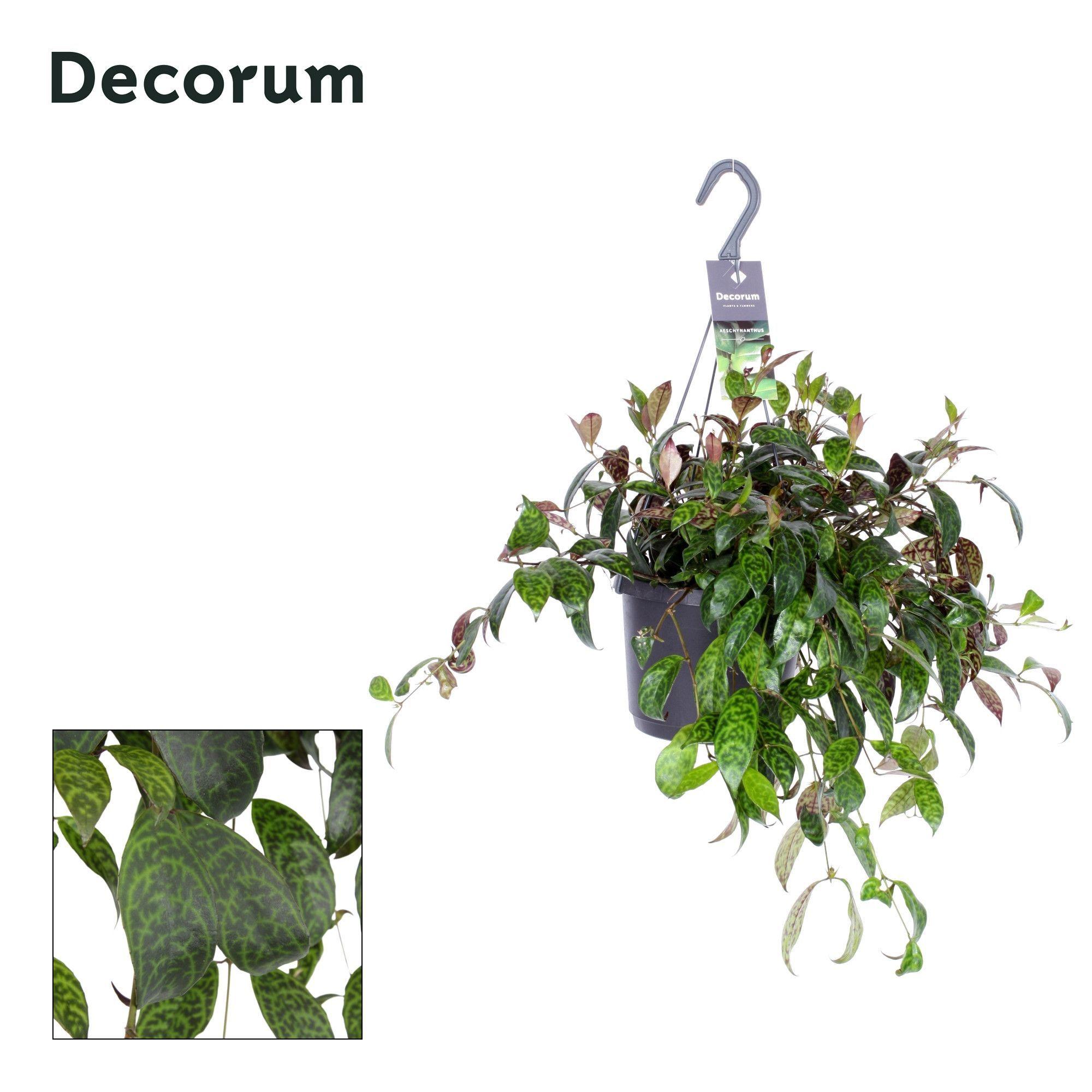 Горшечные цветы и растения оптом Aeschynanthus Marmoratus от 6шт из Голландии с доставкой по России