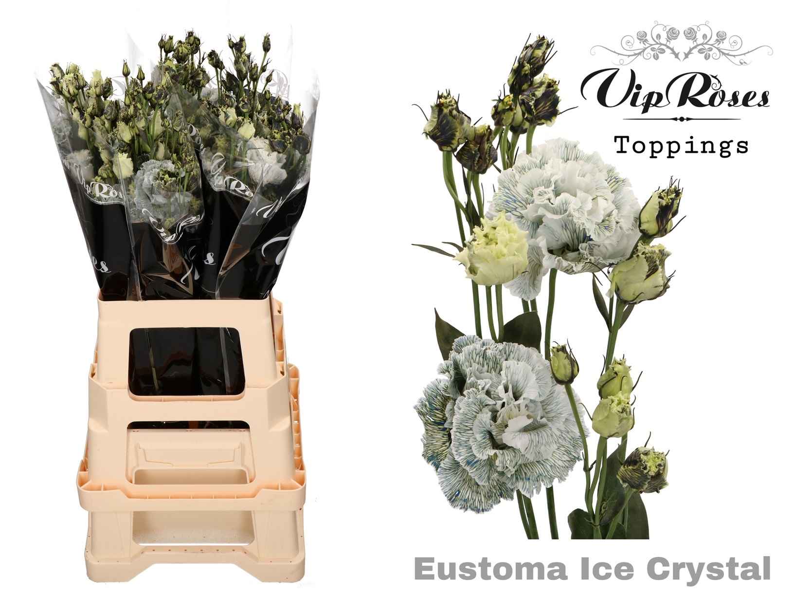 Срезанные цветы оптом Lisianthus do paint ice crystal от 20шт из Голландии с доставкой по России