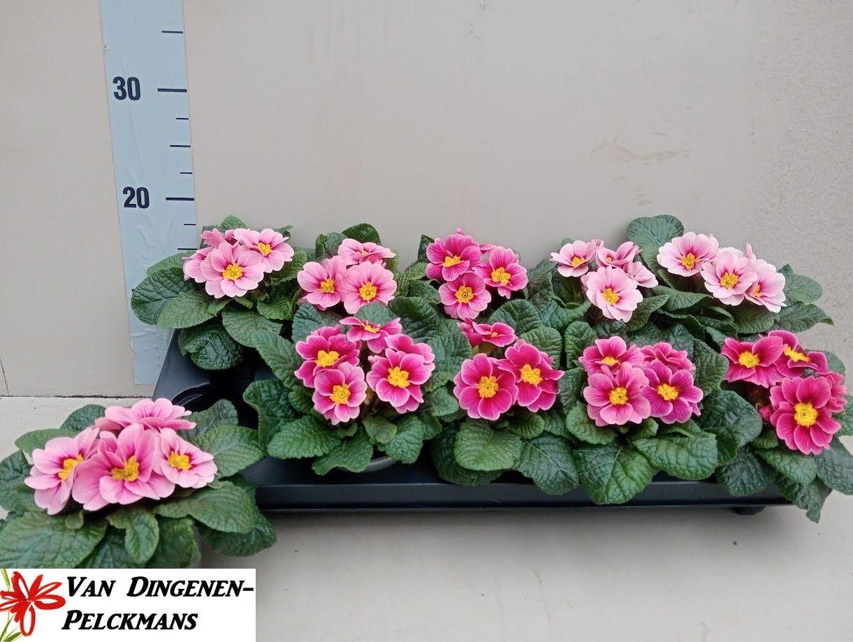 Горшечные цветы и растения оптом Prim Ac Apfelb Revol от 10шт из Голландии с доставкой по России