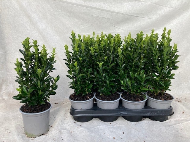 Горшечные цветы и растения оптом Euonymus Ja Gr Spire от 11шт из Голландии с доставкой по России