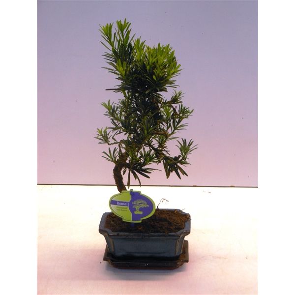 Горшечные цветы и растения оптом Bonsai Podocarpus Macrophyllus Shape With Drip T от 8шт из Голландии с доставкой по России