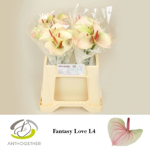 Срезанные цветы оптом Anthurium love fantasy от 40шт из Голландии с доставкой по России