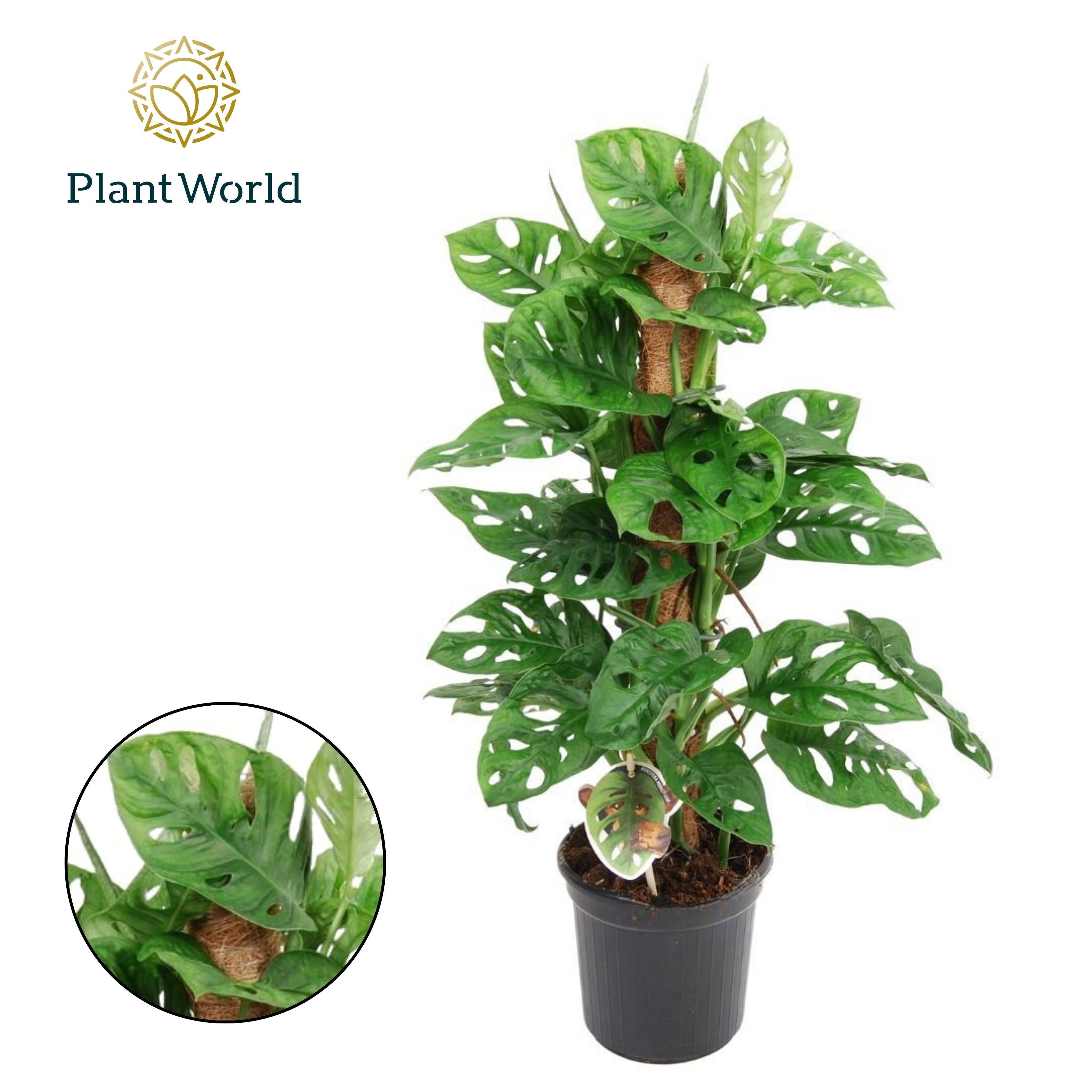 Горшечные цветы и растения оптом Monstera Obliqua Monkey Leaf Mosspole от 6шт из Голландии с доставкой по России