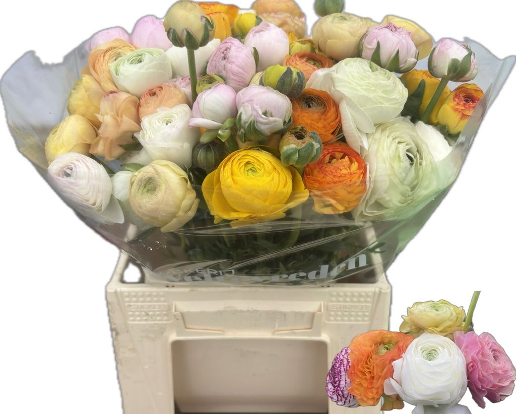 Срезанные цветы оптом Ranunculus rainbow (mixbunch) от 50шт из Голландии с доставкой по России
