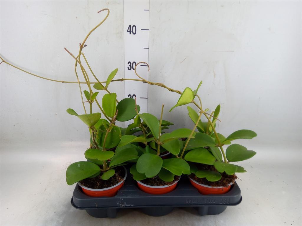 Горшечные цветы и растения оптом Hoya Kerrii от 6шт из Голландии с доставкой по России