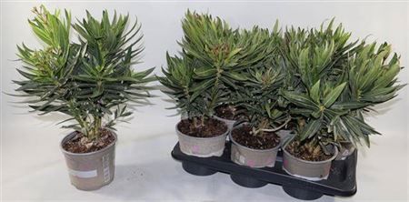 Горшечные цветы и растения оптом Nerium Oleander 6 Branche от 6шт из Голландии с доставкой по России