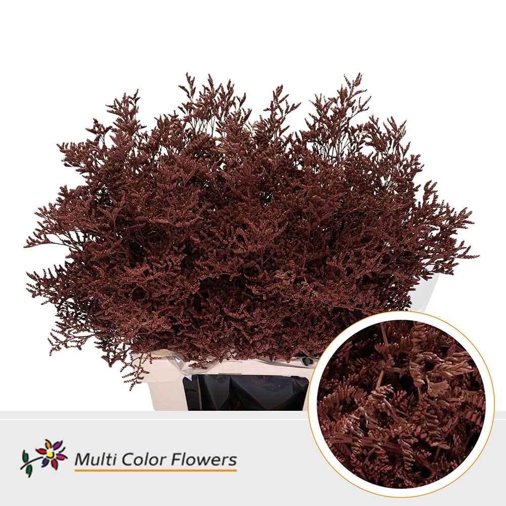 Срезанные цветы оптом Limonium paint brown от 50шт из Голландии с доставкой по России