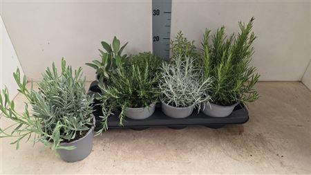 Горшечные цветы и растения оптом Tuinkruiden Gem от 8шт из Голландии с доставкой по России