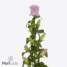 Срезанные цветы оптом Campanula campana pearl pink от 50шт из Голландии с доставкой по России