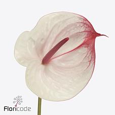 Срезанные цветы оптом Anthurium cumbia от 16шт из Голландии с доставкой по России