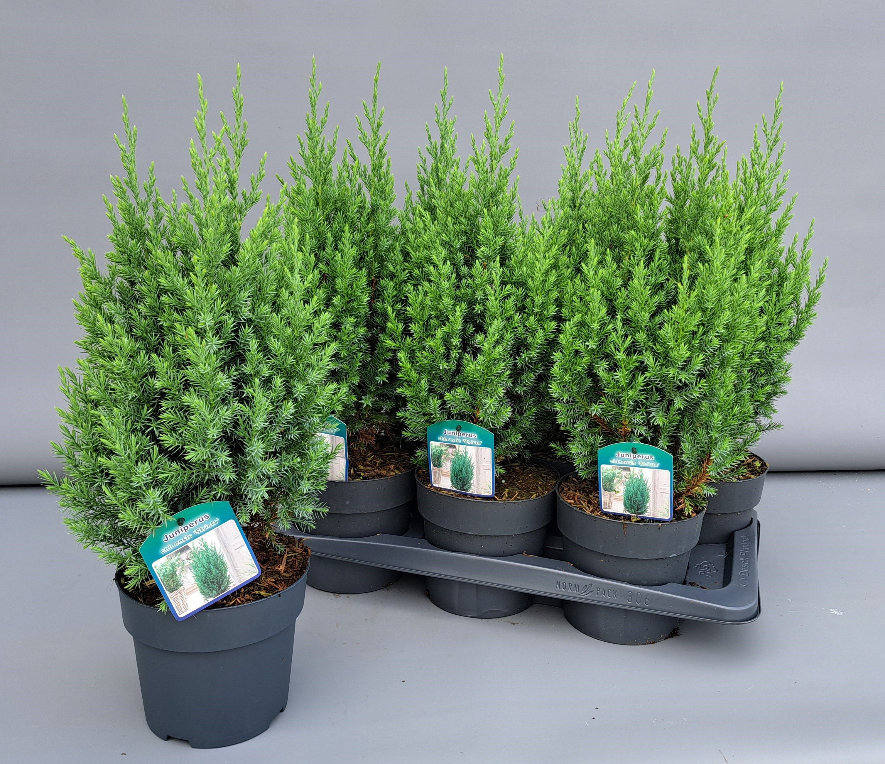 Горшечные цветы и растения оптом Juniperus Chin Stricta от 6шт из Голландии с доставкой по России