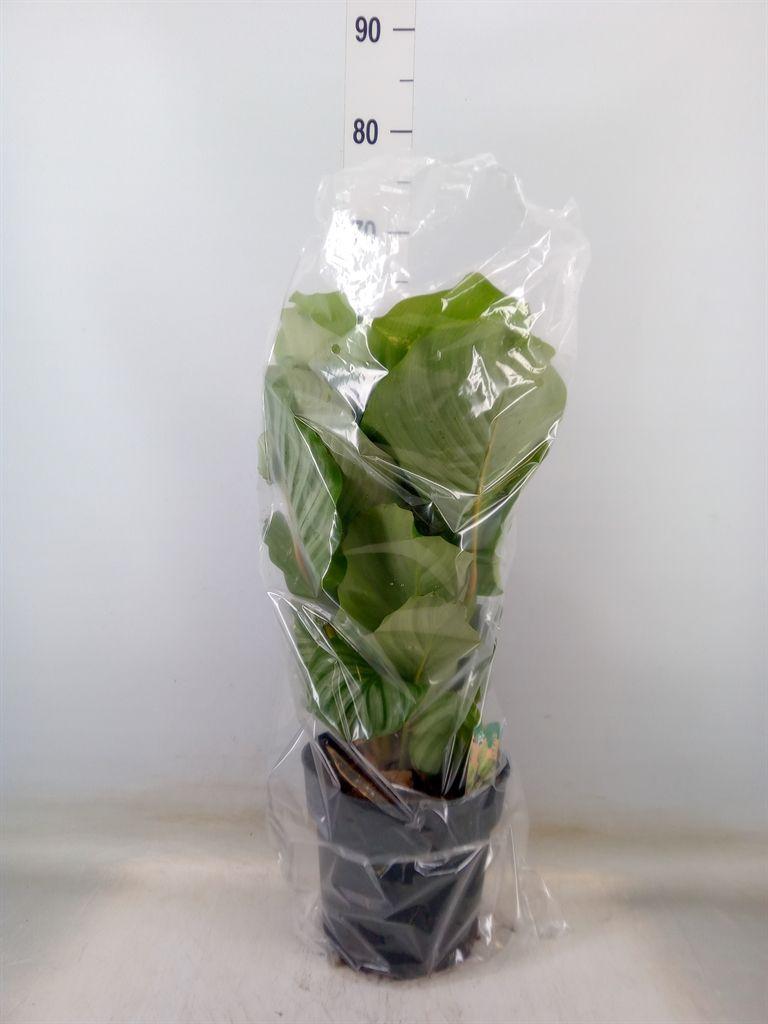 Горшечные цветы и растения оптом Calathea Orbifolia от 1шт из Голландии с доставкой по России