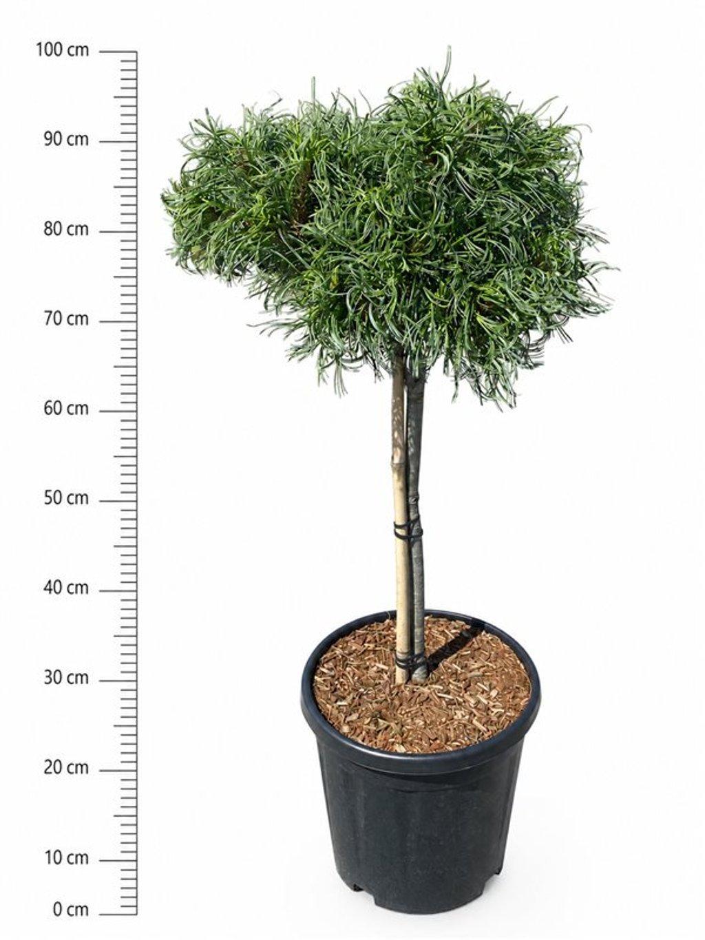 Горшечные цветы и растения оптом Pinus Strobus Green Curls On Stem от 1шт из Голландии с доставкой по России