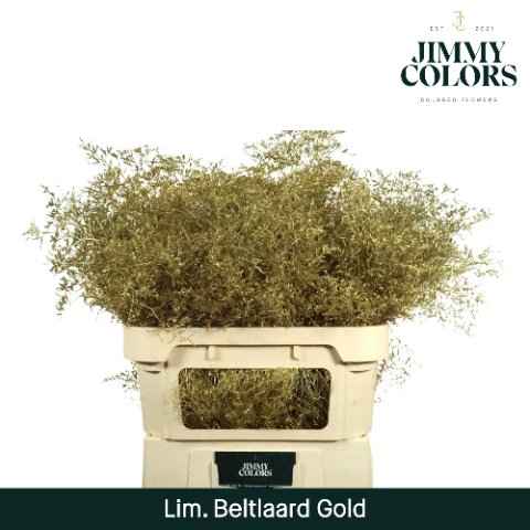 Срезанные цветы оптом Limonium paint gold от 25шт из Голландии с доставкой по России