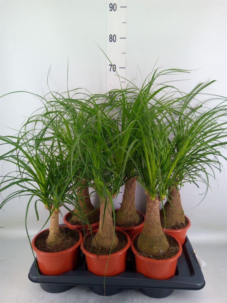 Горшечные цветы и растения оптом Beaucarnea Recurvata от 6шт из Голландии с доставкой по России
