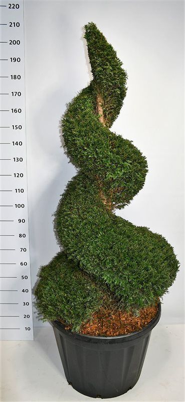 Горшечные цветы и растения оптом Taxus Baccata Spiral от 1шт из Голландии с доставкой по России