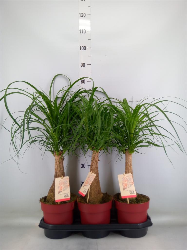 Горшечные цветы и растения оптом Beaucarnea Recurvata от 3шт из Голландии с доставкой по России