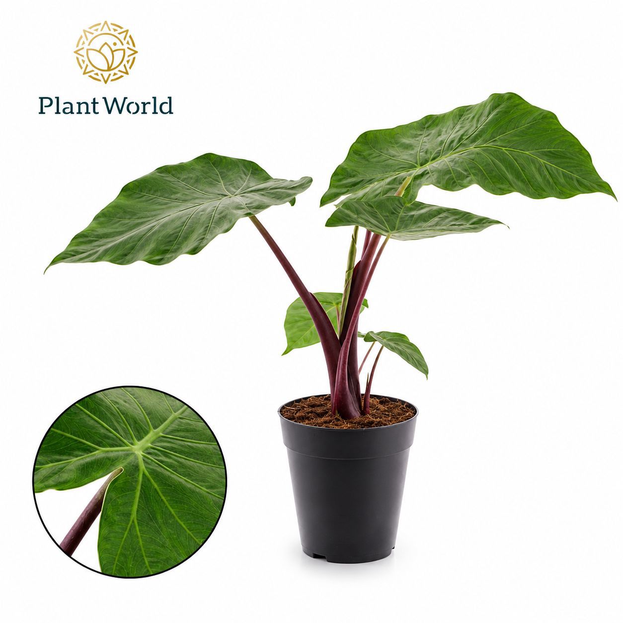 Горшечные цветы и растения оптом Alocasia Imperial Red от 6шт (для телеги) из Голландии с доставкой по России