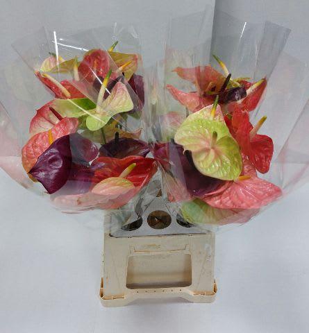 Срезанные цветы оптом Anthurium mix in box от 40шт.. из Голландии с доставкой по России