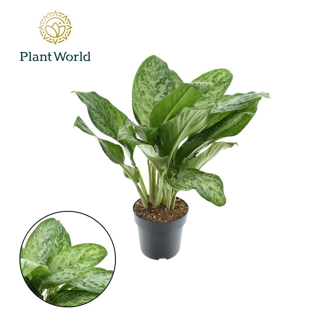 Горшечные цветы и растения оптом Aglaonema Greenlight от 3шт из Голландии с доставкой по России