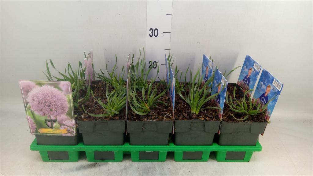 Горшечные цветы и растения оптом Allium Senescens от 10шт из Голландии с доставкой по России