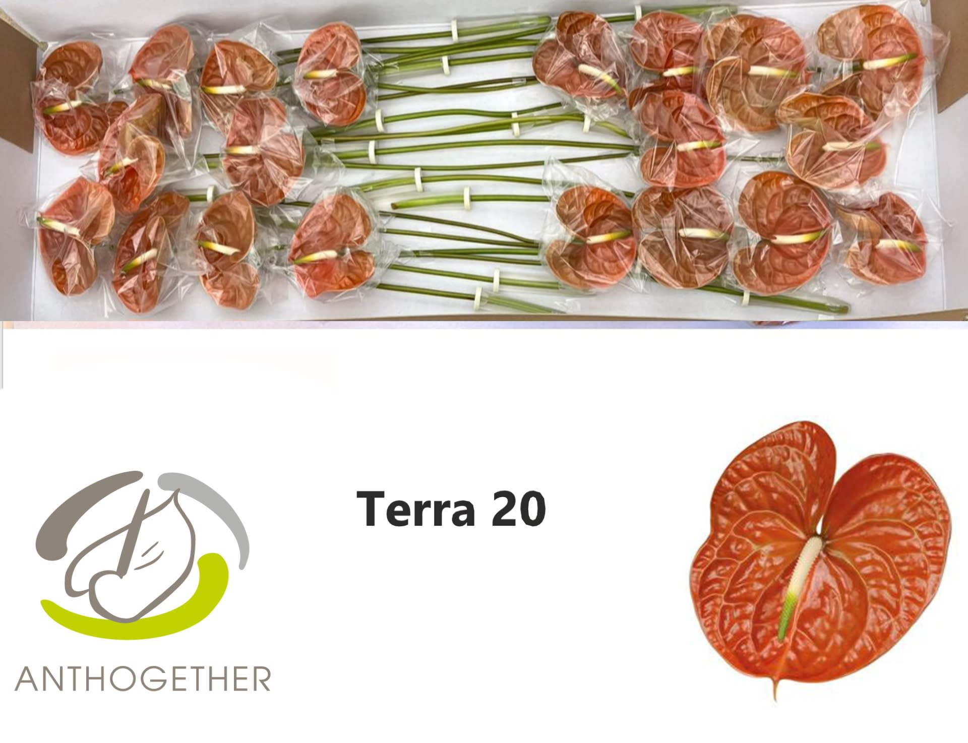 Срезанные цветы оптом Anthurium terra от 20шт из Голландии с доставкой по России