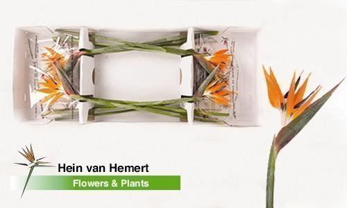 Срезанные цветы оптом Strelitzia flower от 12шт из Голландии с доставкой по России