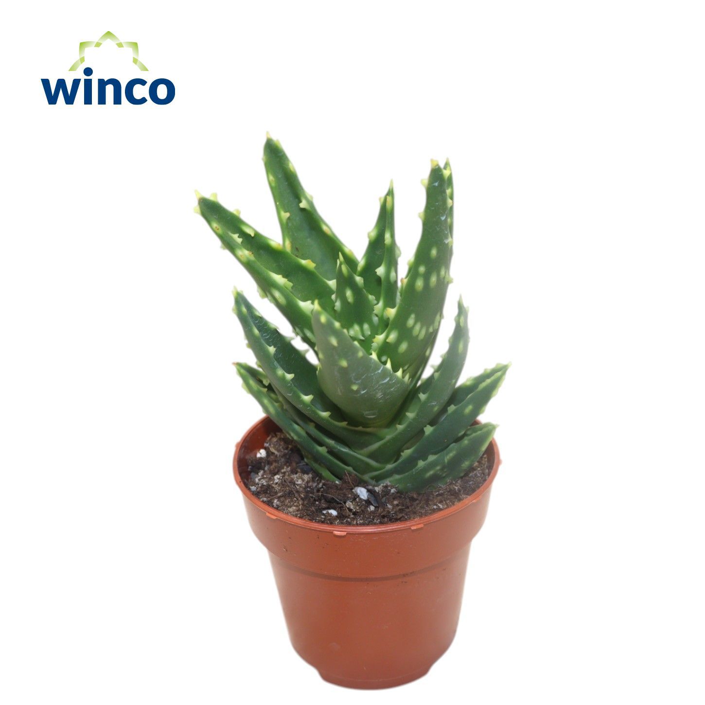 Горшечные цветы и растения оптом Aloe Mitriformis от 16шт (для телеги) из Голландии с доставкой по России