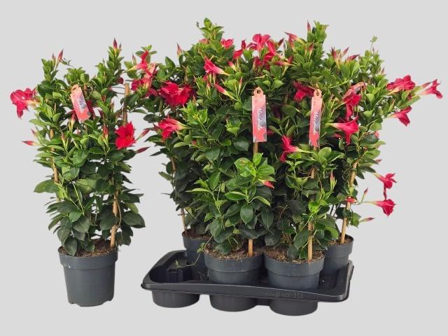 Горшечные цветы и растения оптом Mande Sun Red от 6шт из Голландии с доставкой по России