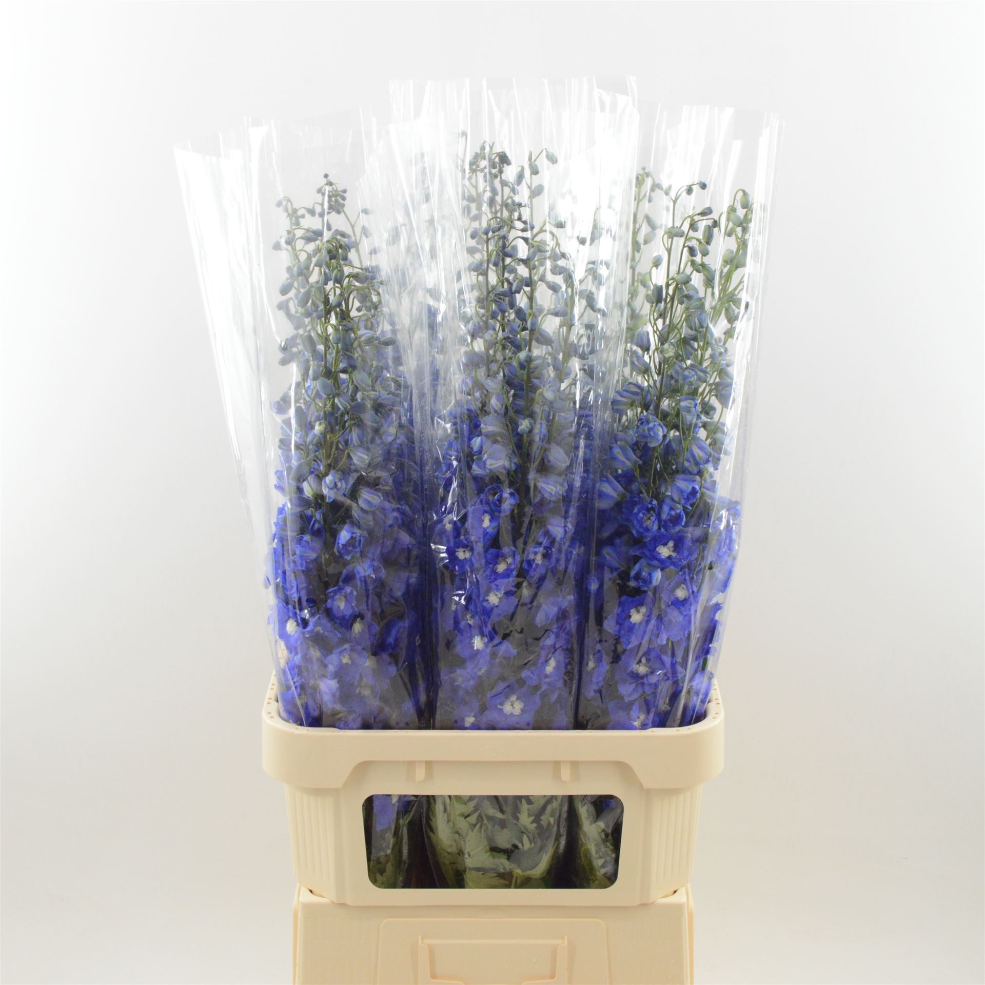 Срезанные цветы оптом Delphinium do dev navy blue от 30шт из Голландии с доставкой по России
