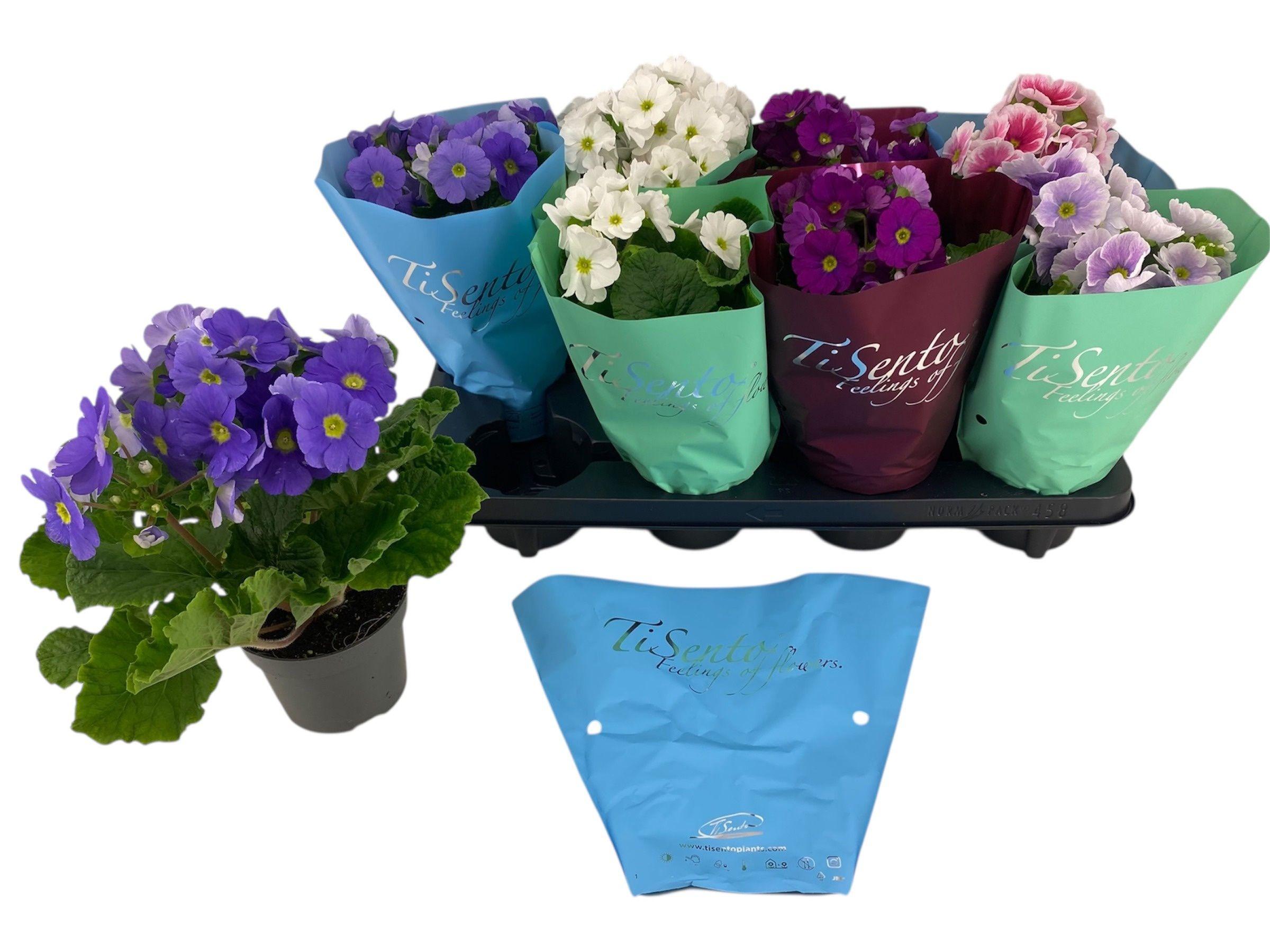 Горшечные цветы и растения оптом Prim Ob Gem от 8шт из Голландии с доставкой по России