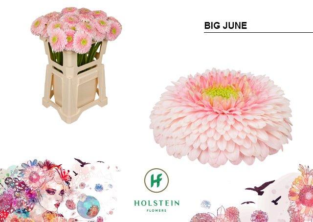 Срезанные цветы оптом Gerbera gerponi big june от 40шт из Голландии с доставкой по России