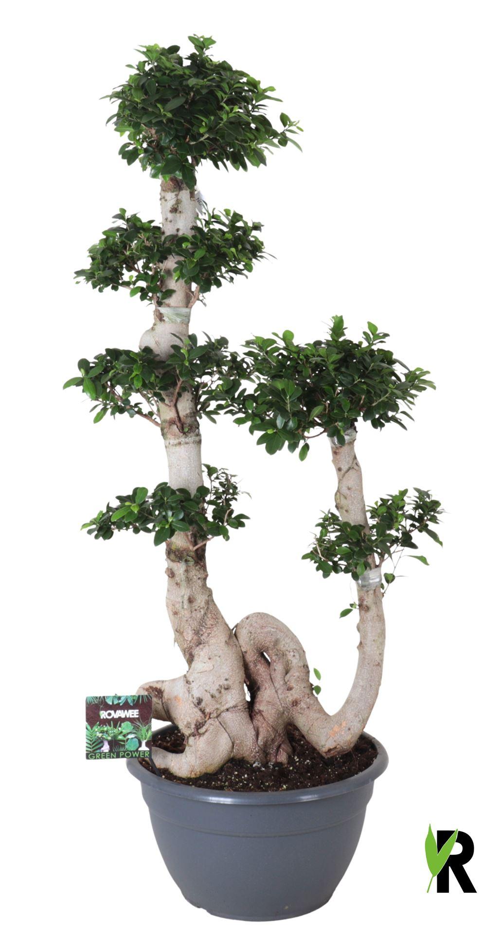 Горшечные цветы и растения оптом Ficus Microcarpa ginseng A от 1шт из Голландии с доставкой по России