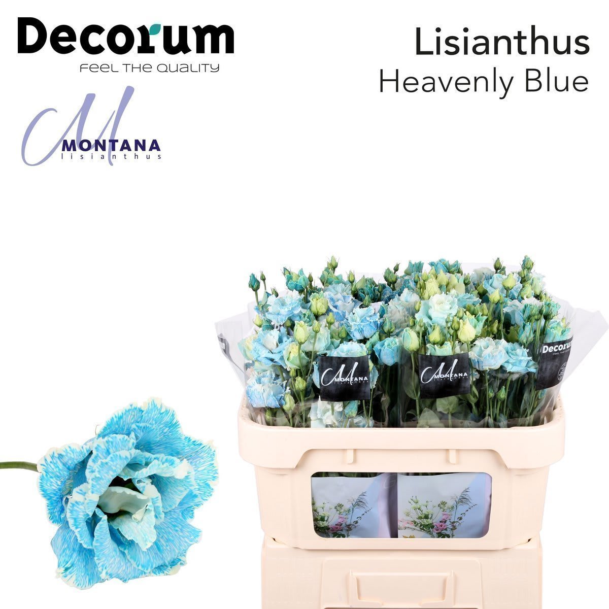 Срезанные цветы оптом Lisianthus do paint heavenly blue от 140шт из Голландии с доставкой по России