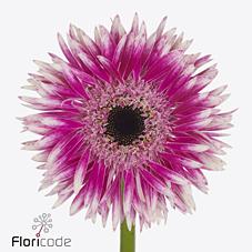 Срезанные цветы оптом Germini diamond gerspider cyta от 80шт из Голландии с доставкой по России