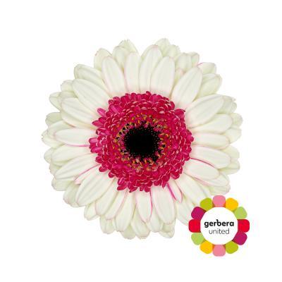 Срезанные цветы оптом Germini double fun от 30шт из Голландии с доставкой по России