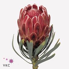 Срезанные цветы оптом Protea venus от 15шт. из Голландии с доставкой по России