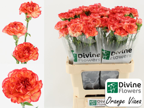 Срезанные цветы оптом Dianthus st orange viana от 80шт из Голландии с доставкой по России