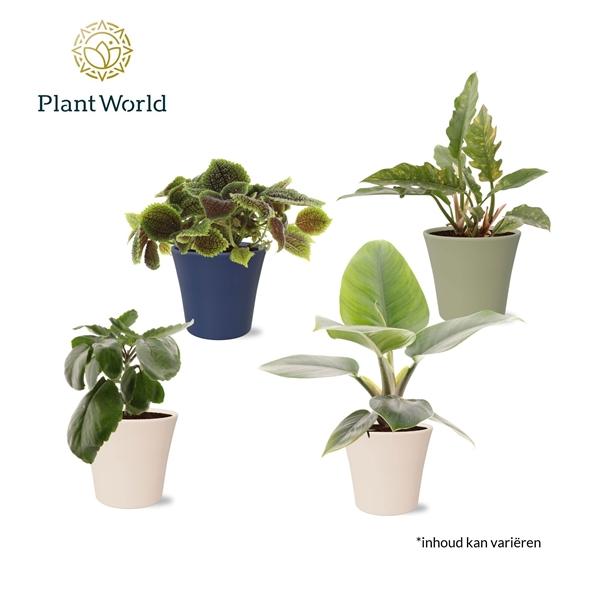 Горшечные цветы и растения оптом Plantmix  Island Saver In Pot Coco от 6шт из Голландии с доставкой по России